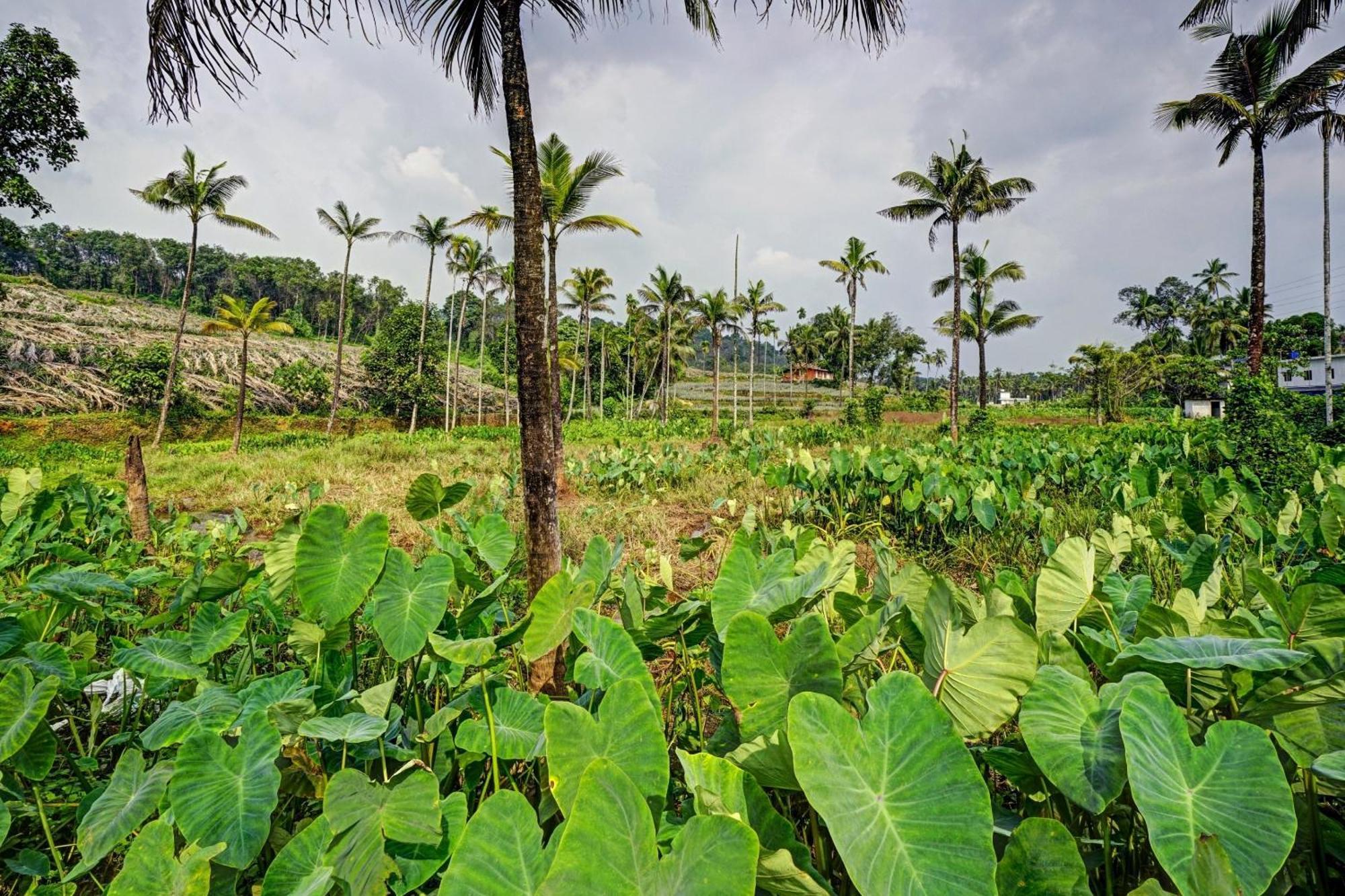 Spot On Shalom Palace Residency Neriyamangalam Luaran gambar